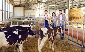 DIPLOMA IN LIVESTOCK  DAIRY SUPERVISOR