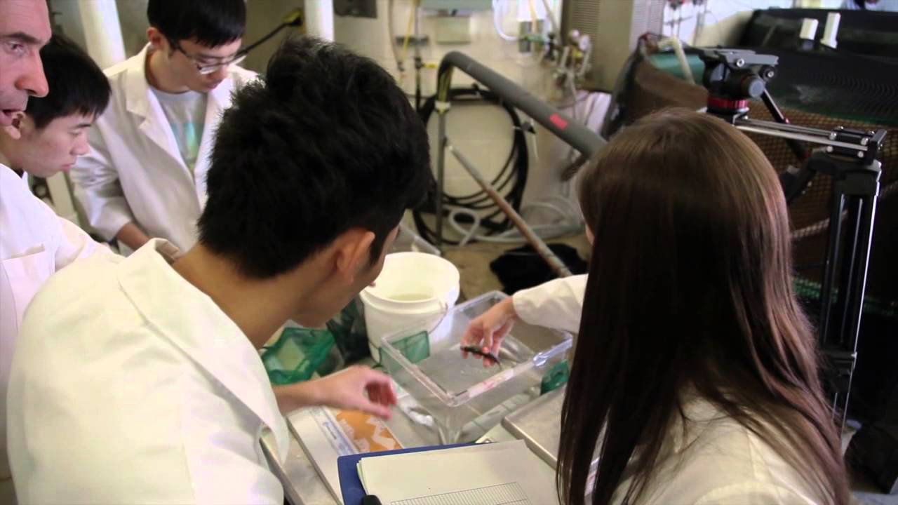   DIPLOMA IN  VETERINARY SCIENCES